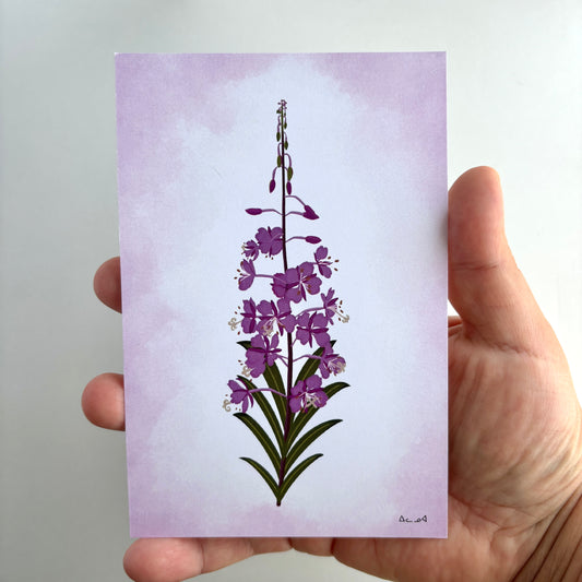 Art Postcard - Fireweed